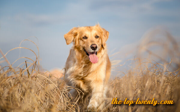 Golden Retriever popular dog